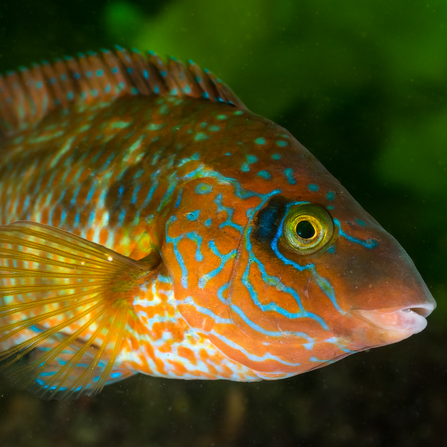 Corkwing wrasse